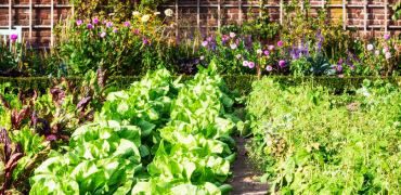 Community Gardening Workshop